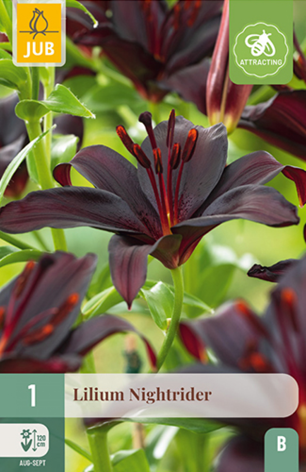 Liilia (special) Nightrider 16/18 B