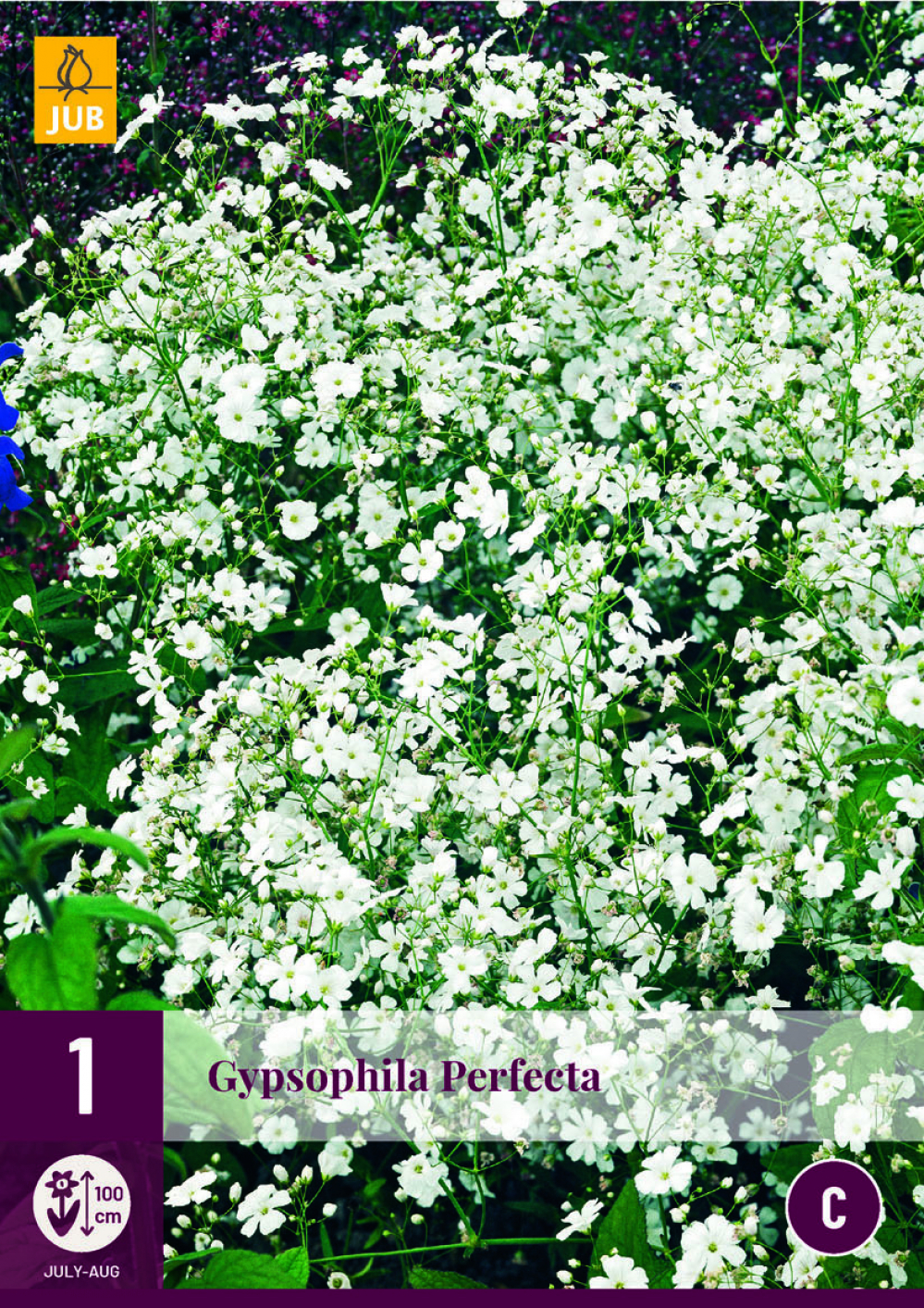 Kipslill Gypsophila Perfecta 1tk C