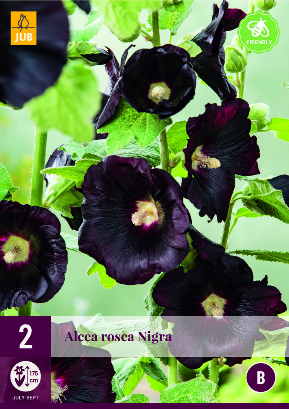 Tokkroos Alcea Rosea Nigra 2tk B