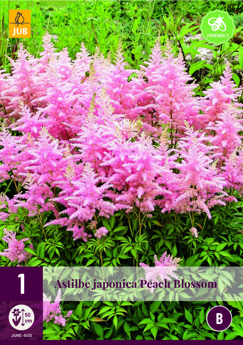 Astilbe Japonica Peach Blossom 2/3 1tk B