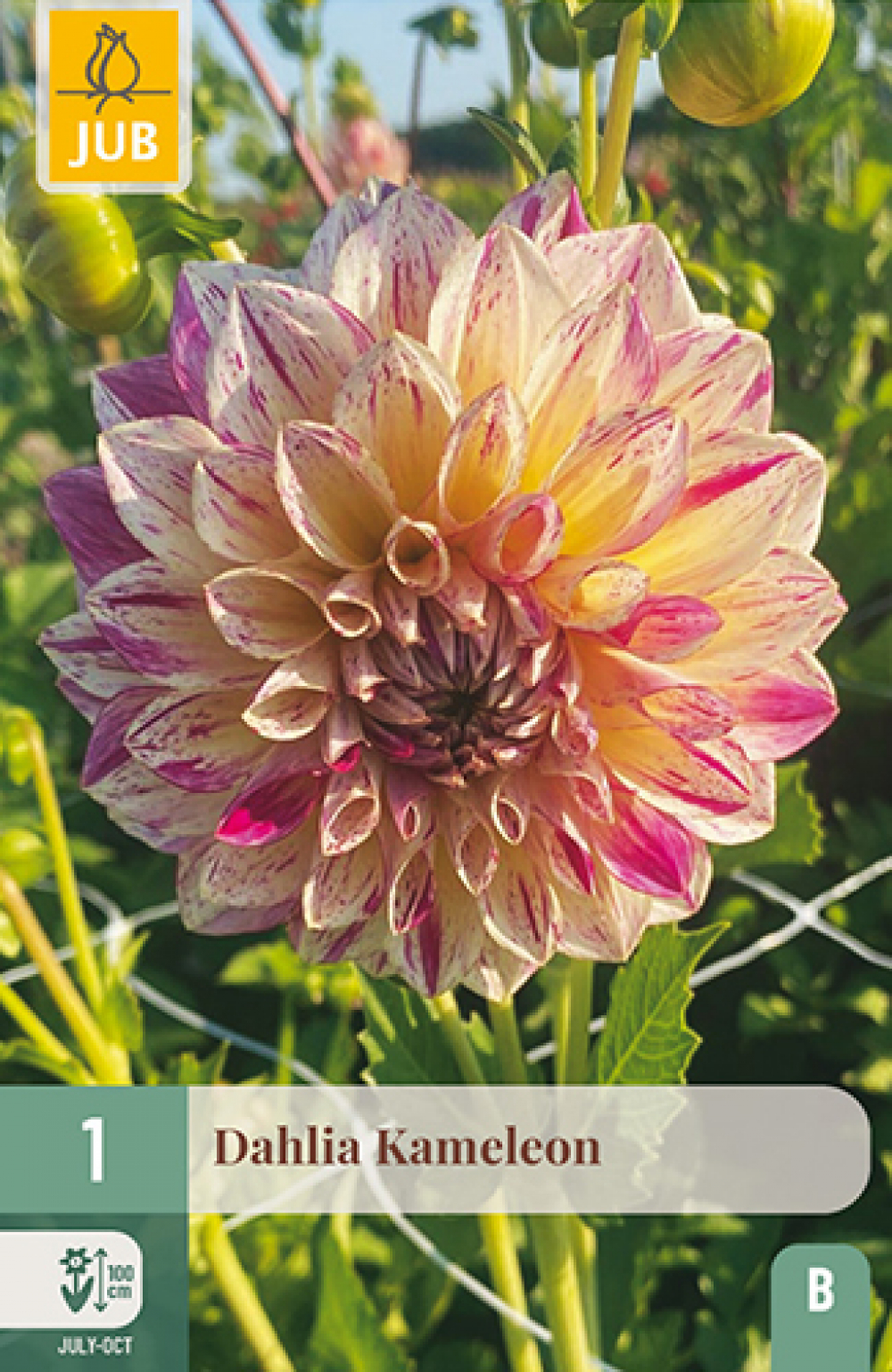 Daalia (dekoratiiv) Kameleon B