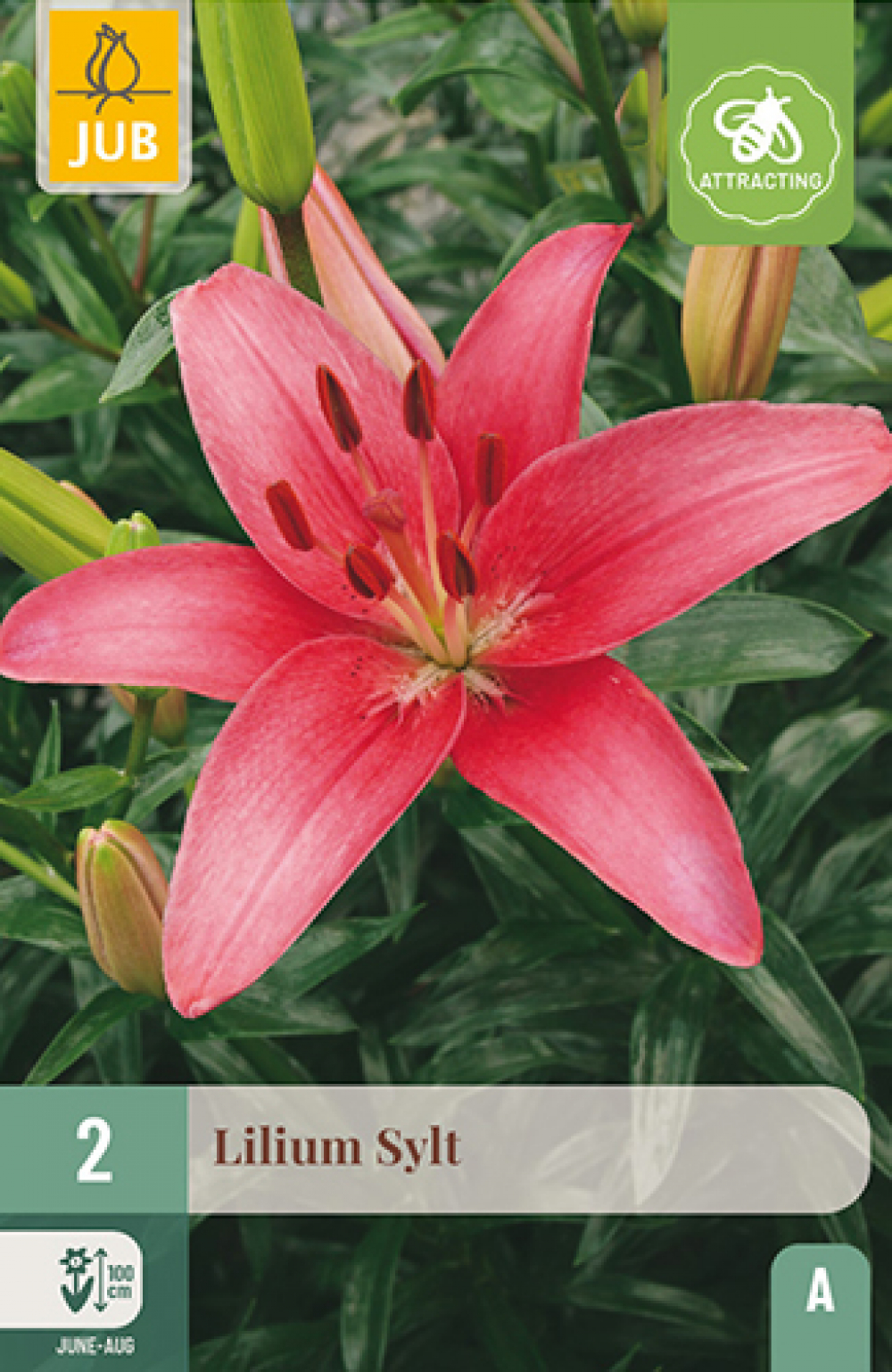 Liilia (asiatic) Sylt 14/16 2tk A