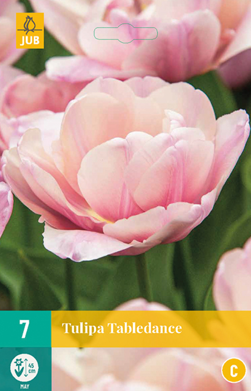 Tulp Tabledance 7tk C Tulp Tabledance 7tk C