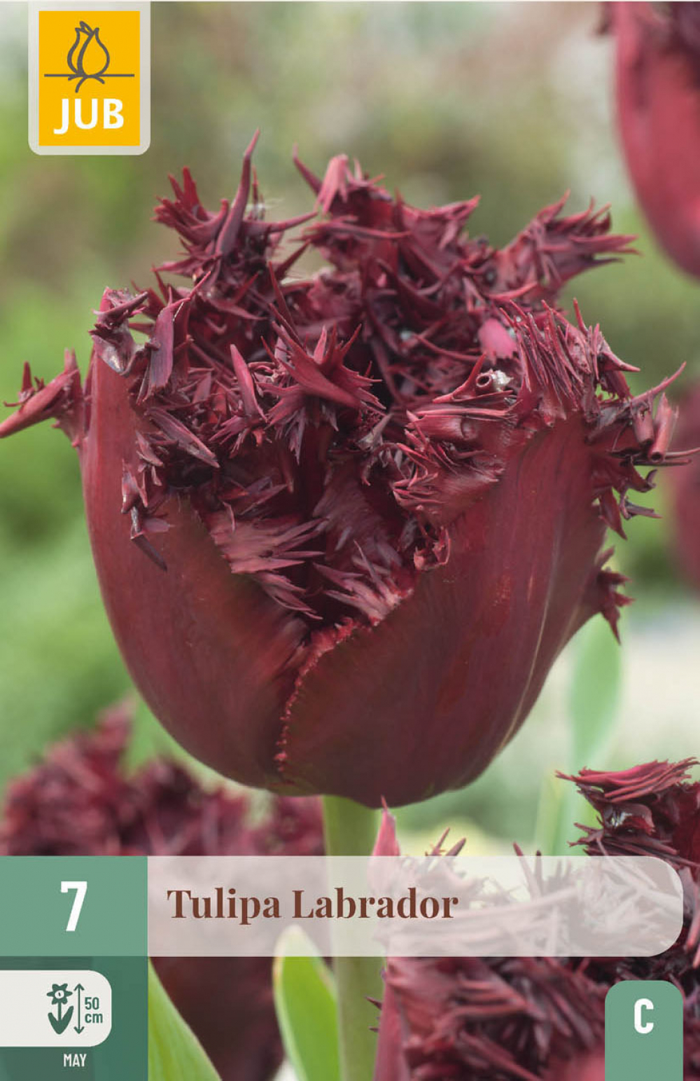 Tulp Labrador 7tk C