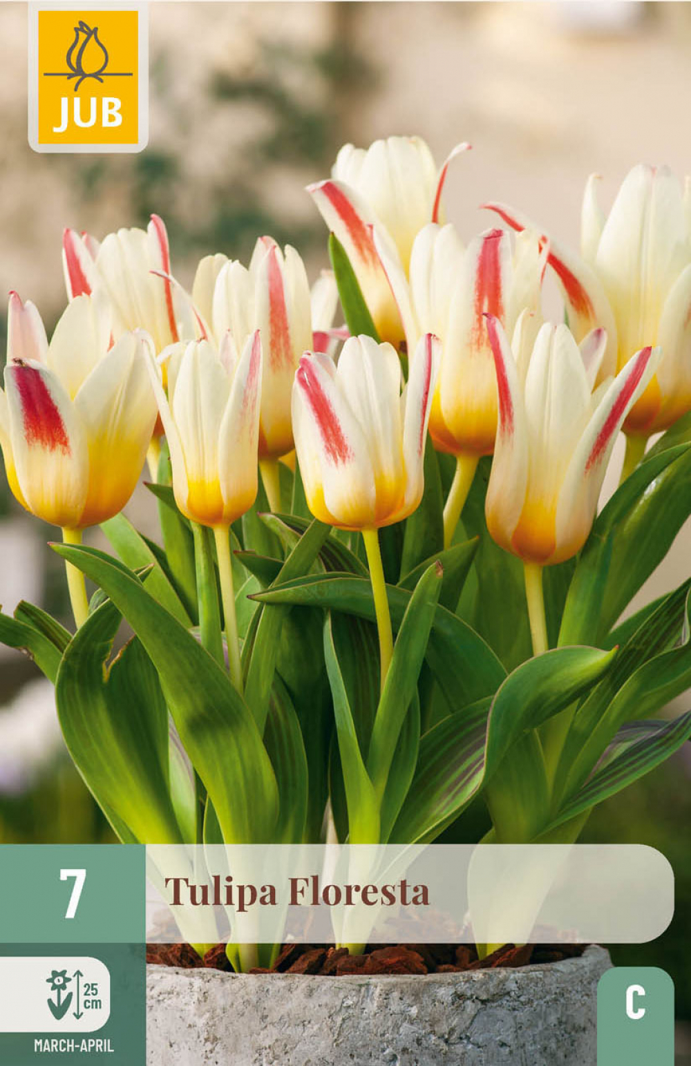 Tulp Floresta 7tk C