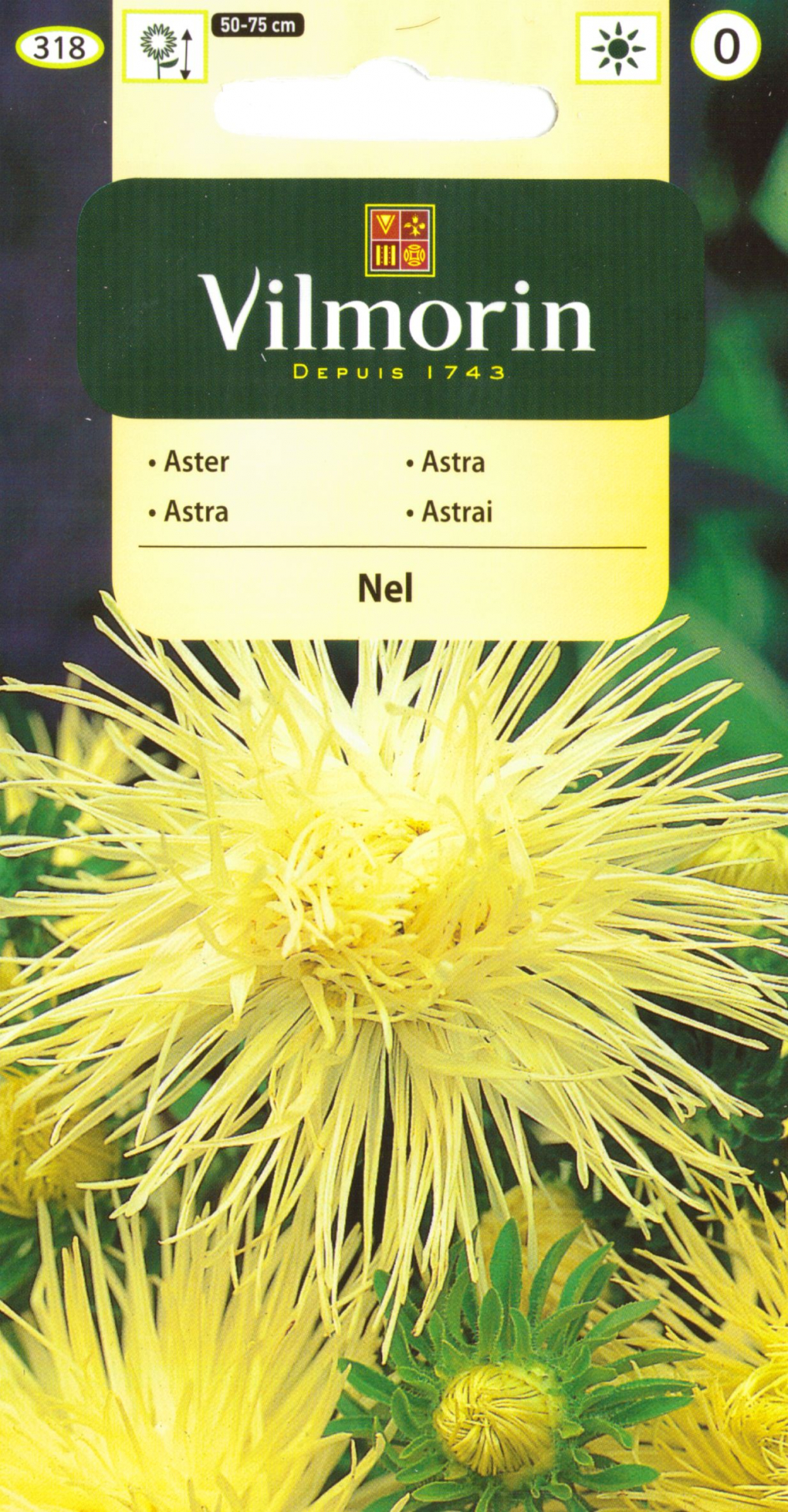 Hiina aedaster Nel Callistephus chin.