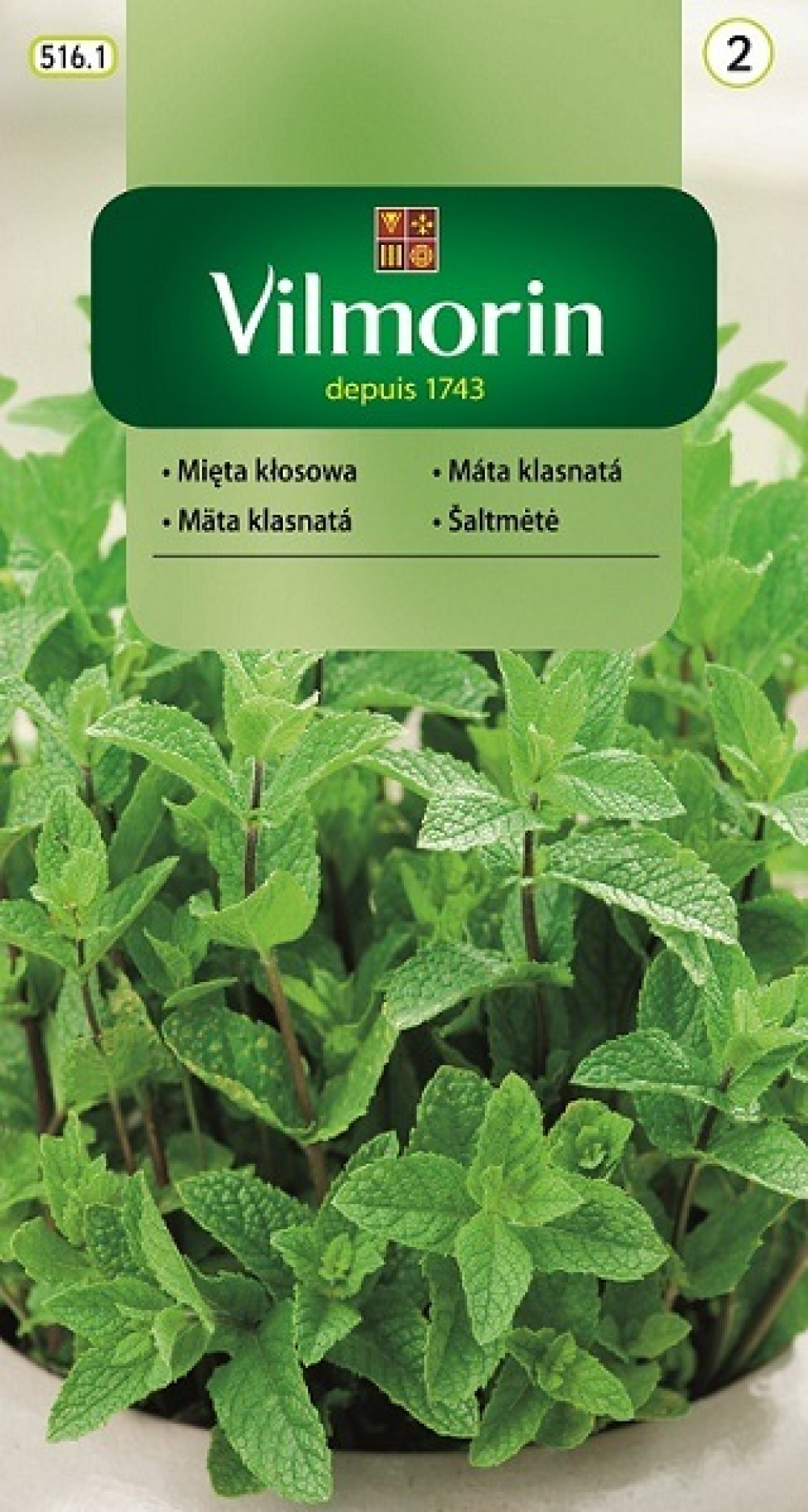 Rohemünt Mentha spicata