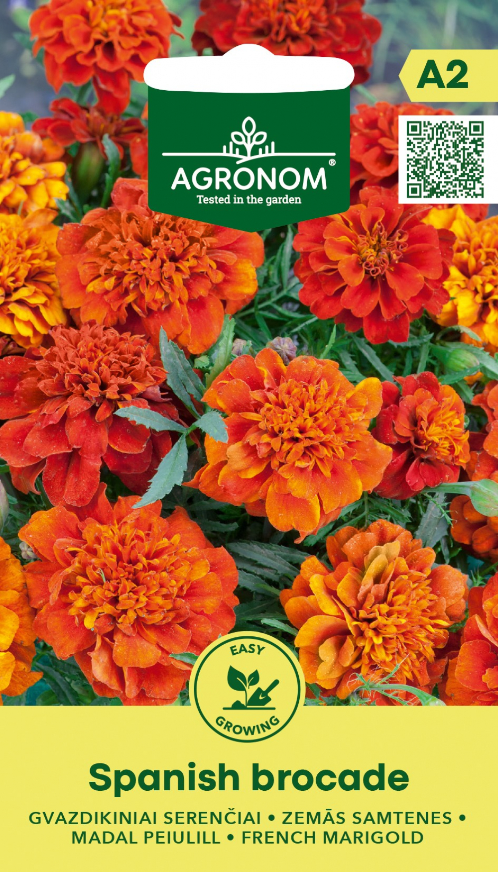 Madal peiulill Spanish Brocade-Tagetes patula L.